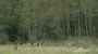 917x2572.jpg (34 K)