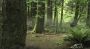 phantoms0261.jpg (49 K)